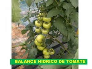 BALANCE HIDRICO DE TOMATE BALANCE HIDRICO ETo mmda