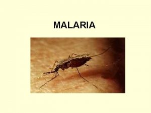 MALARIA Malaria A protozoan infection characterized by paroxysms