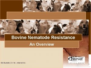 Introduction Bovine Nematode Resistance An Overview Bill Burdett