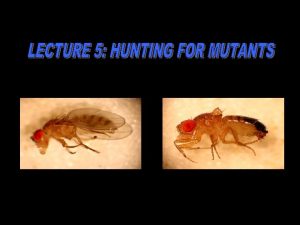 A mutant is different than normal The mutant