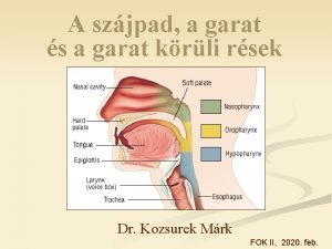 A szjpad a garat s a garat krli