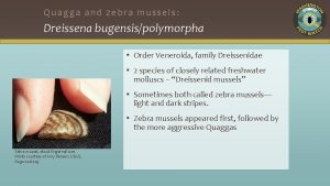Quagga and zebra mussels Dreissena bugensispolymorpha Order Veneroida