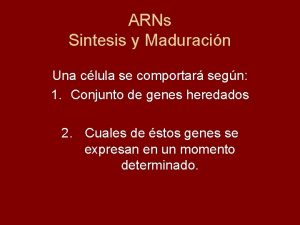 ARNs Sintesis y Maduracin Una clula se comportar