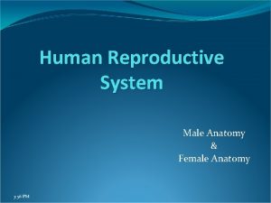 Human Reproductive System Male Anatomy Female Anatomy 3