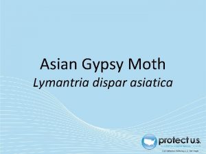 Asian Gypsy Moth Lymantria dispar asiatica Asian Gypsy