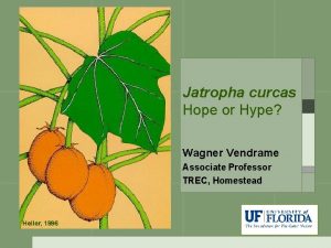Jatropha curcas Hope or Hype Wagner Vendrame Associate