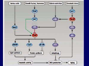 TOR target of rapamycin Insulin a insulinlike rstov