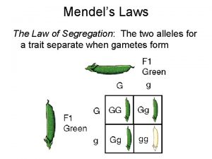 Mendels Laws The Law of Segregation The two