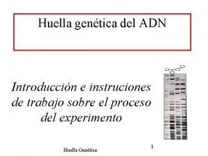 Huella gentica del ADN Introduccin e instruciones de