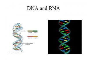 DNA and RNA DNA stands for Deoxyribonucleic Acid