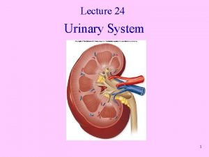 Lecture 24 Urinary System 1 Urinary System Anatomy