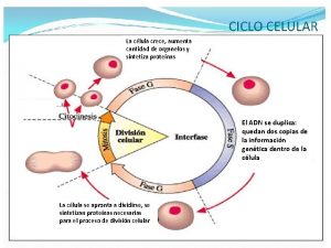 La clula crece aumenta cantidad de organelos y