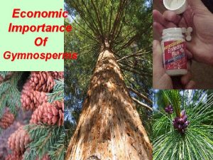 Economic Importance Of Gymnosperms Other timber yielding plants