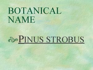 BOTANICAL NAME PINUS STROBUS PRONUNCIATION PIE nus STROBE