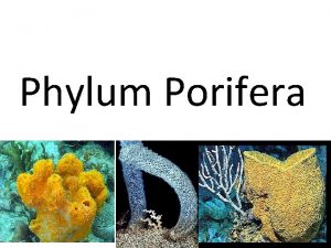 Phylum Porifera General Characteristics SPONGES Simplest of all