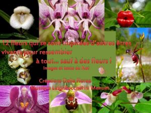 12 fleurs qui se sont inspires dautres tres