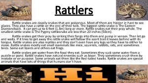 Rattlers Rattle snakes are deadly snakes that are