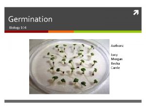 Germination Biology 104 Authors Lucy Morgan Becka Carrie