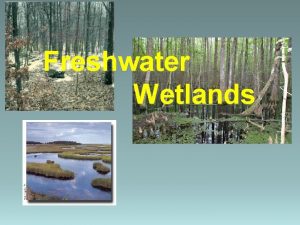 Freshwater Wetlands I Wetlands A Definition an ecosystem