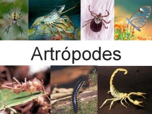 Artrpodes Artrpodes A principal caracterstica que diferencia os