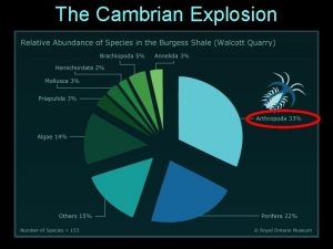 The Cambrian Explosion The Phylum Arthropoda The most