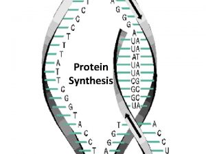 Protein Synthesis Protein Synthesis DNA acts like an