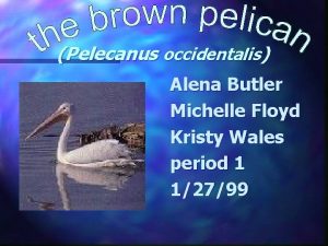 Pelecanus occidentalis Alena Butler Michelle Floyd Kristy Wales