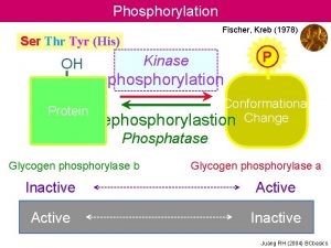 Phosphorylation Fischer Kreb 1978 Ser Thr Tyr His