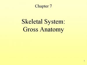 Chapter 7 Skeletal System Gross Anatomy 1 Skeletal
