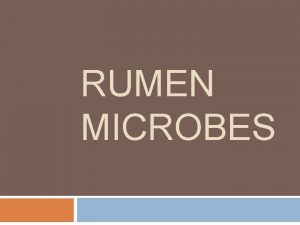 RUMEN MICROBES Rumen Microbes In charge of Degradation