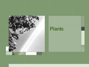 Plants The Basics Eukaryotic Multicellular Producers Have chlorophyll