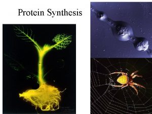 Protein Synthesis RNA Single strand of nucleotides Contains