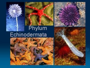 Phylum Echinodermata Nivel de Organizacin Eumetazoos triploblsticos enterocelomadosdeuterostomados