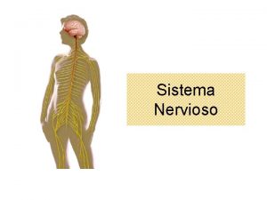 Sistema Nervioso Evolucin del sistema nervioso Proceso de
