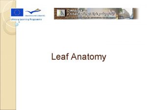 Leaf Anatomy Cross Section of a Leaf Leaf