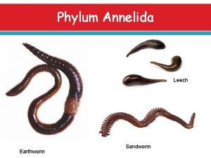 Phylum Annelida Leech Earthworm Sandworm Phylum Annelida Learning