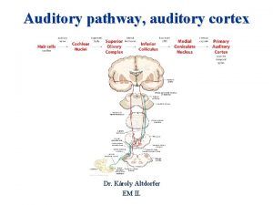 Auditory pathway auditory cortex Dr Kroly Altdorfer EM