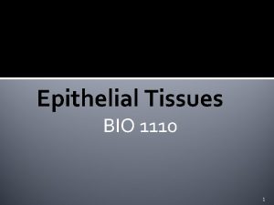 Epithelial Tissues BIO 1110 1 Tissues Tissues A