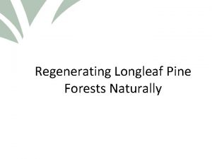 Click to edit Master title style Regenerating Longleaf