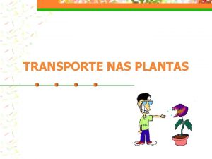 TRANSPORTE NAS PLANTAS FLOEMA XILEMA XILEMALENHO tecido morto