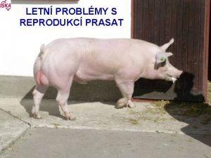 LETN PROBLMY S REPRODUKC PRASAT LETN PROBLMY V