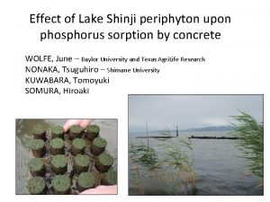 Effect of Lake Shinji periphyton upon phosphorus sorption