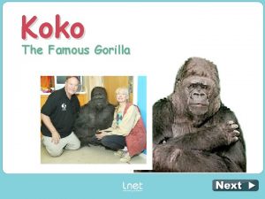 Koko The Famous Gorilla Read about Koko and