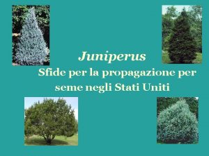 Juniperus Sfide per la propagazione per seme negli