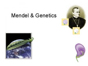 Mendel Genetics Gregor Mendel Modern genetics began in