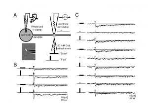 A C Wholecell Vclamp cell body electrical stimulation