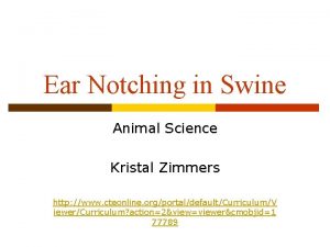 Ear Notching in Swine Animal Science Kristal Zimmers