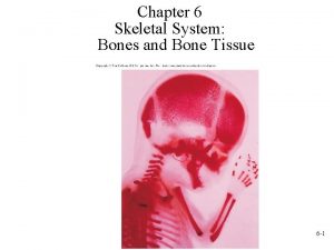 Chapter 6 Skeletal System Bones and Bone Tissue