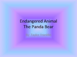 Endangered Animal The Panda Bear By Taylor Franklin