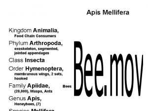 Apis Mellifera Kingdom Animalia Food Chain Consumers Phylum